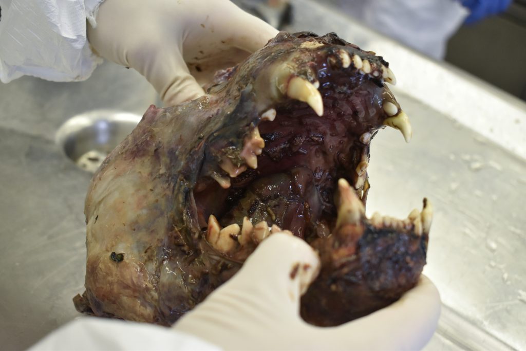 Cougar skull with remnants of tissue